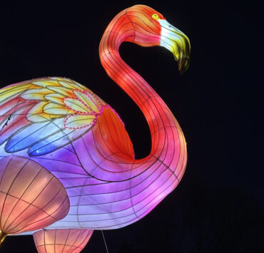 If You’ve Always Wanted To Take Photos of Huge Flamingos for Your Insta, Here’s Where If You’ve Always Wanted To Take Photos of Huge Flamingos for Your Insta, Here’s Where