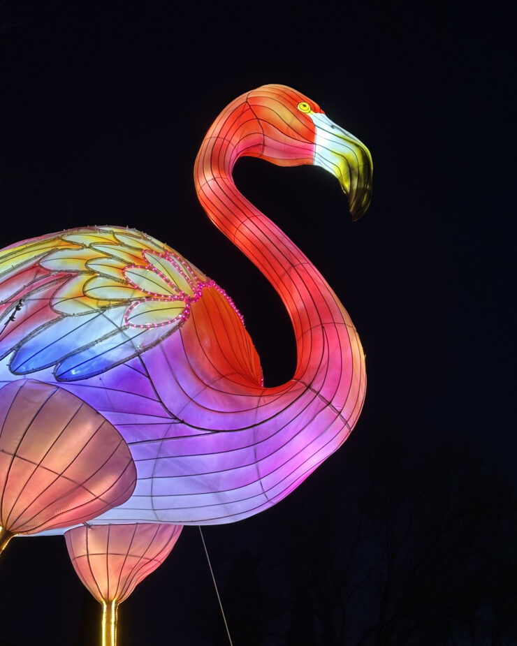 If You’ve Always Wanted To Take Photos of Huge Flamingos for Your Insta, Here’s Where